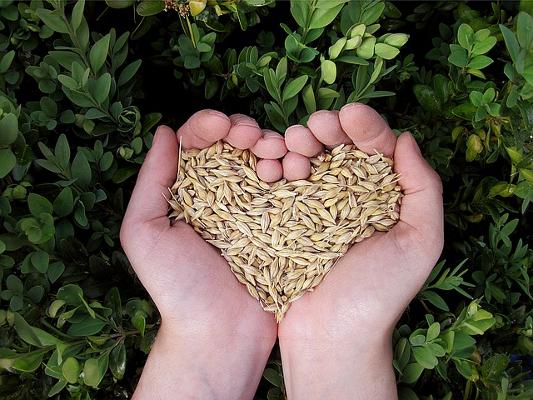 Getreide Hände Herzform