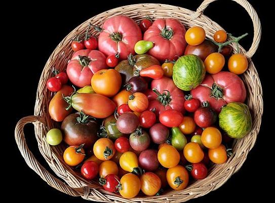 Tomatenvielfalt Tomatenvielfalt