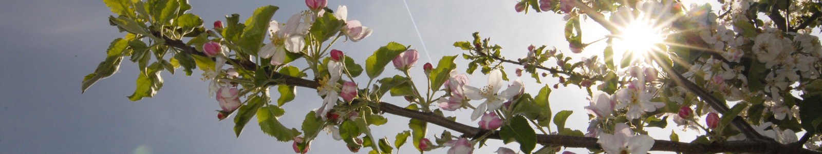 Ast mit Apfelblüten ©DLR