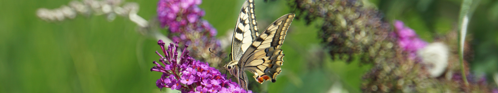 Schmetterling auf Blüte ©DLR