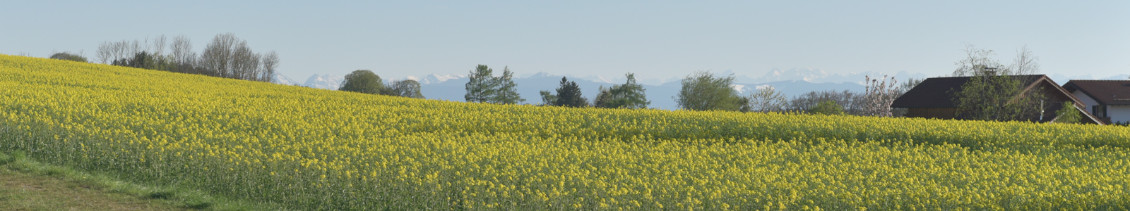 Rapsfeld vor der Blüte © Dienstleistungszentren Ländlicher Raum